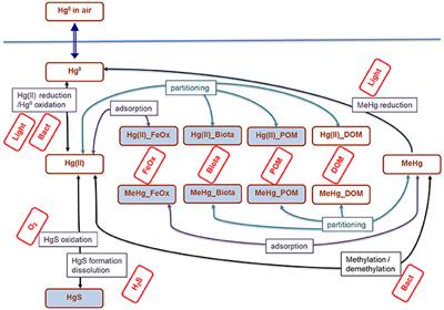 Modeling the Influence of Eutrophication and Redox Conditions on Mercury Cycling at the Sediment-Water Interface in the Berre Lagoon